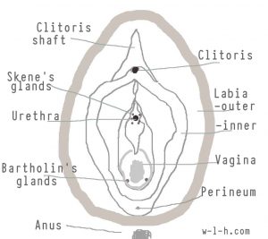 vulva.w-l-h.com